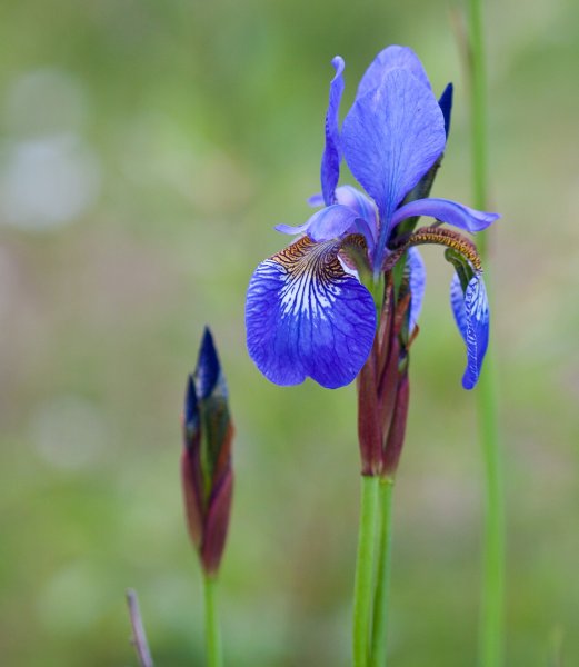 Gåta 19, art, 2p.jpg Gåta 19, art, 2p.jpg