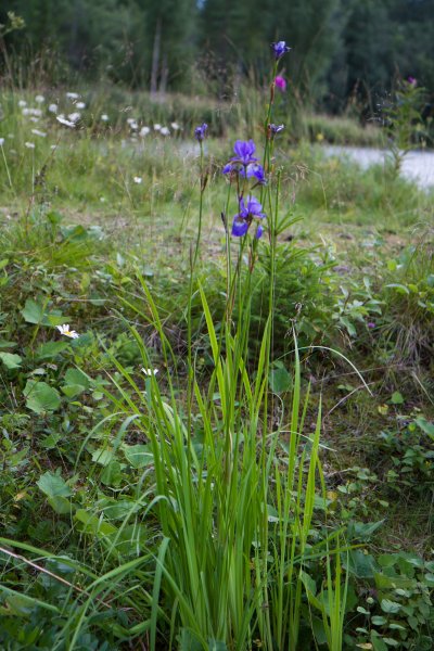 Gåta 19, art, 1p.jpg Gåta 19, art, 1p.jpg