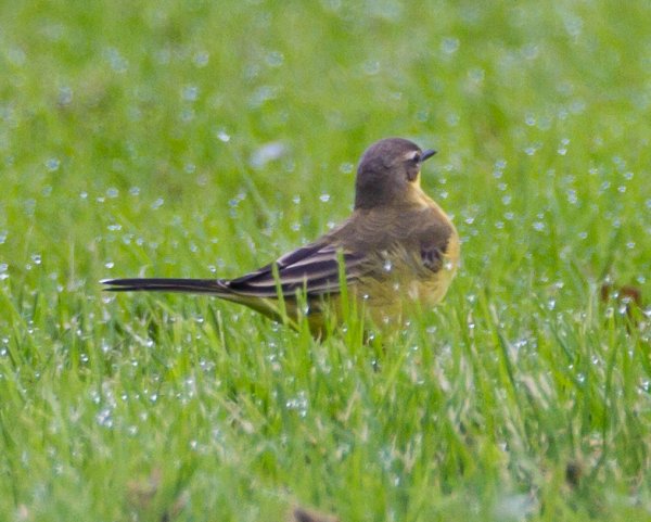 Gåta 20, art, 2p.jpg Gåta 20, art, 2p.jpg