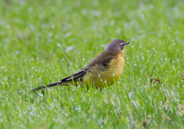 Gåta 20, art, 1p.jpg Gåta 20, art, 1p.jpg