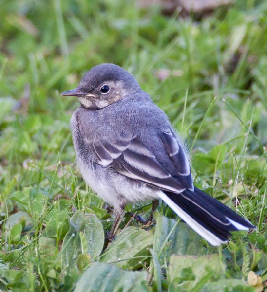 Gåta 16, art, 1p.jpg Gåta 16, art, 1p.jpg