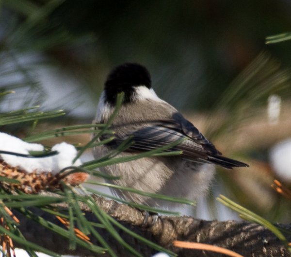 Gåta 1, art, 2p.jpg