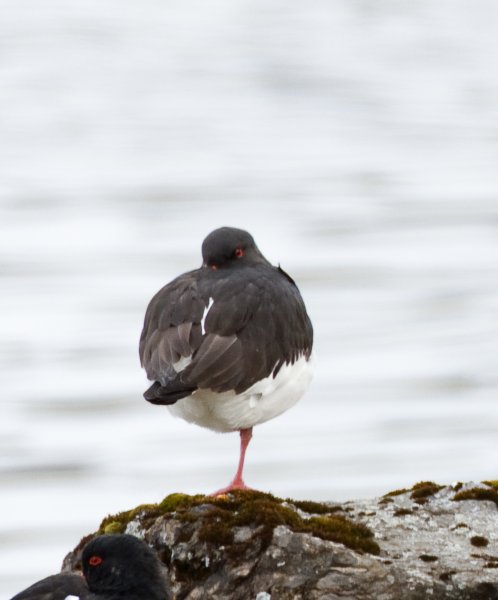 Gåta 2, art, 2p.jpg