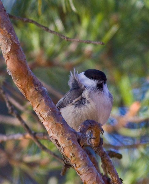 Gåta 1, facit, talltita.jpg