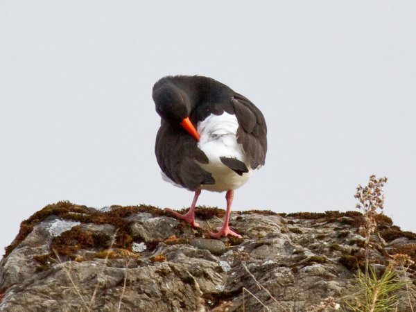 Gåta 2, art, 1p.jpg