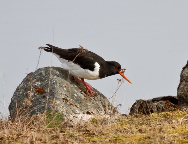 Gåta 2, facit, strandskata.jpg