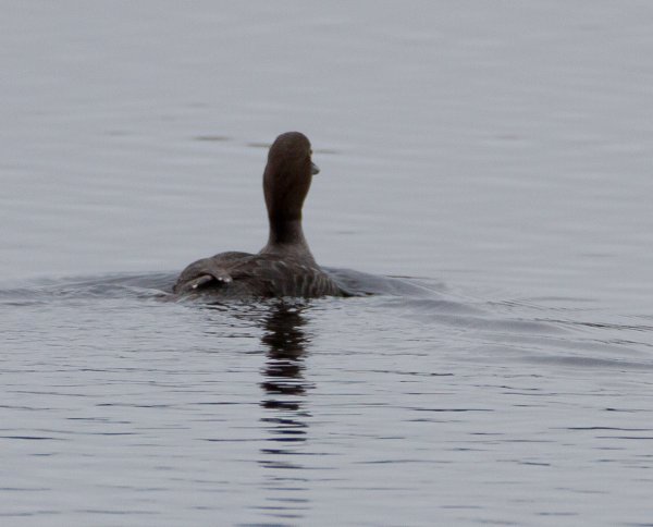 Gåta 4, art o kön, 3p.jpg