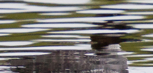 Gåta 4, art o kön, 2p.jpg