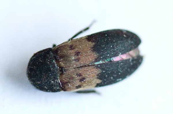 Gåta 3, art, 1½ poäng.jpg