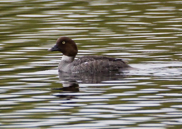 Gåta 4, art och kön, 1p.jpg