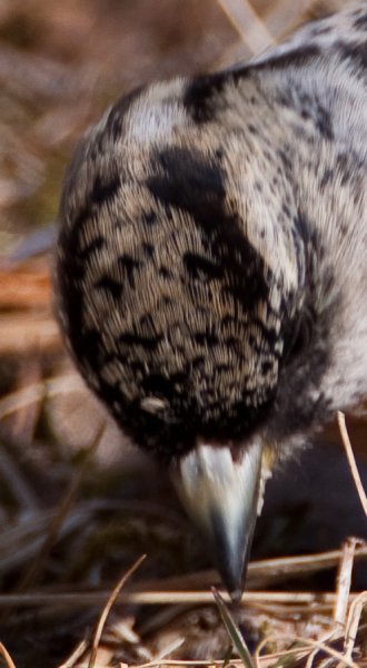 Gåta 5, art, 3p.jpg