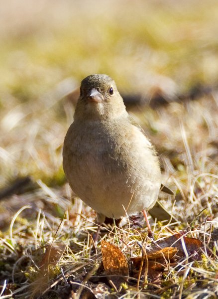 Gåta 6, art och kön, 3p.jpg