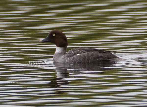 Gåta 4, facit, knipa, hona.jpg