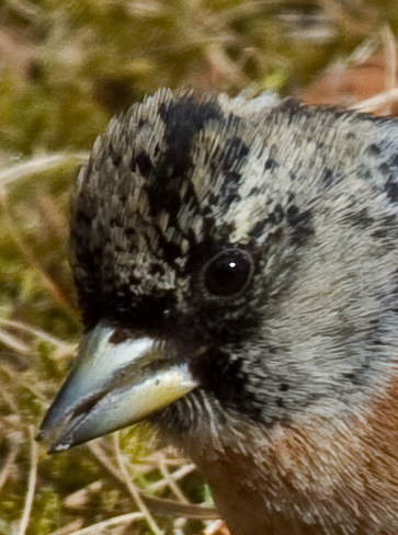 Gåta 5, art, 2p.jpg