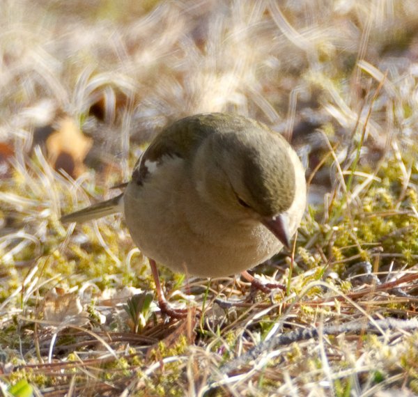 Gåta 6, art och kön, 2p.jpg