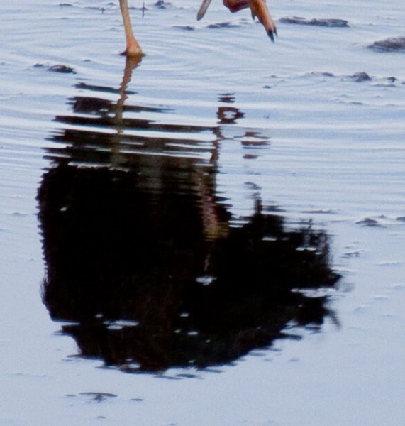 Gåta 7, art o kön, 3p.jpg