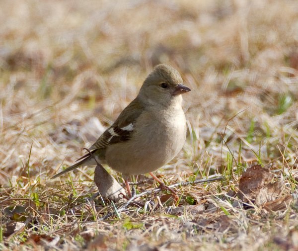 Gåta 6, art och kön, 1p.jpg