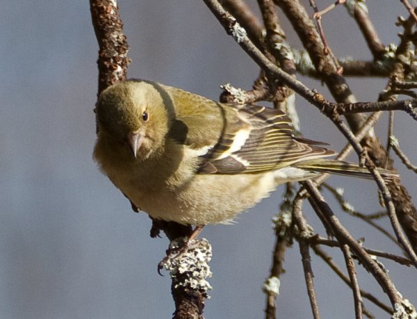 Gåta 6, extrabild.jpg