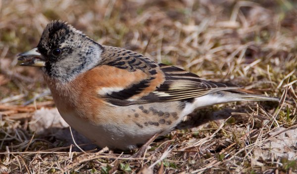 Kopia av Gåta 5, facit, bergfink.jpg