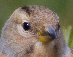 Gåta 8, art o kön, 3p.jpg