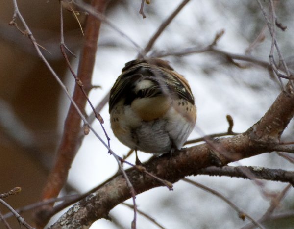 Gåta 8, art o kön, 2p.jpg Gåta 8, art o kön, 2p.jpg