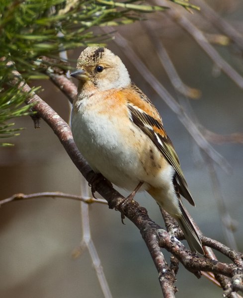 Gåta 8, art o kön, 1p.jpg Gåta 8, art o kön, 1p.jpg