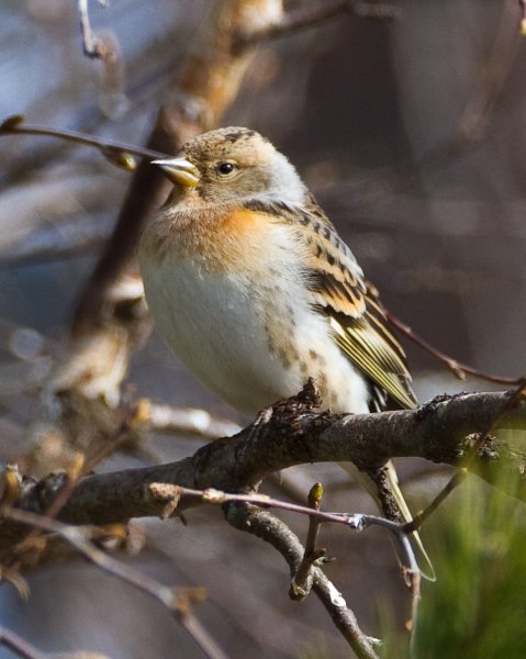 Gåta 8, facit, bergfink hona.jpg Gåta 8, facit, bergfink hona.jpg