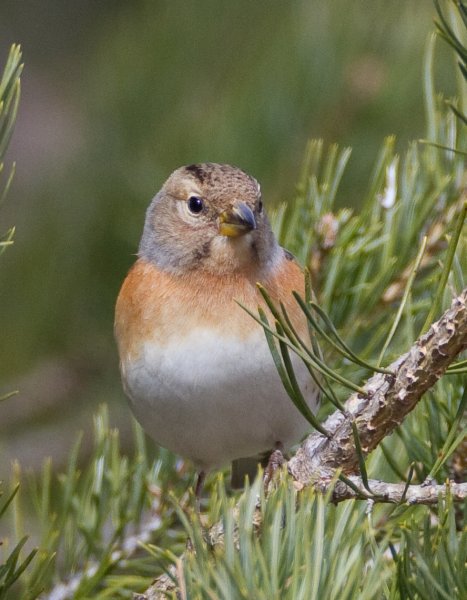 Gåta 8, facit, extrabild.jpg Gåta 8, facit, extrabild.jpg