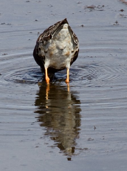 Gåta 7, 2p, art o kön.jpg