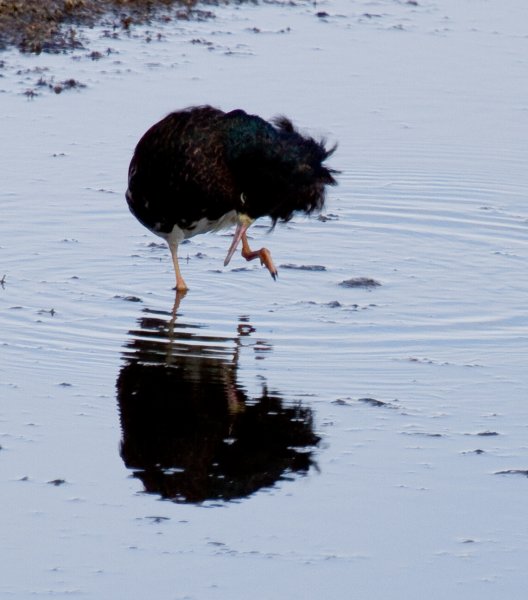 Gåta 7, art o kön, 1p.jpg Gåta 7, art o kön, 1p.jpg