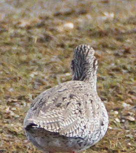 Gåta 11, art, 3p.jpg Gåta 11, art, 3p.jpg