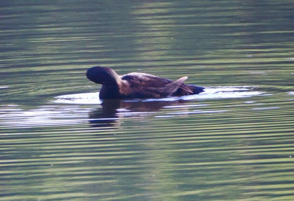 Gåta 12, art o kön, 3p.jpg Gåta 12, art o kön, 3p.jpg