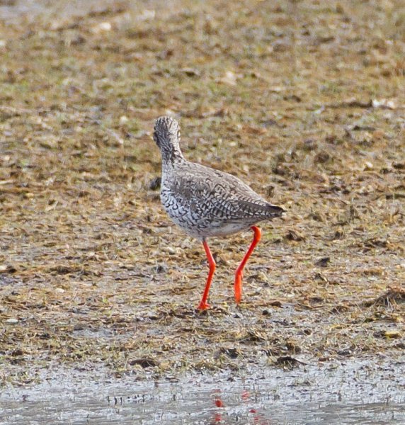 Gåta 11, art, 2p.jpg Gåta 11, art, 2p.jpg