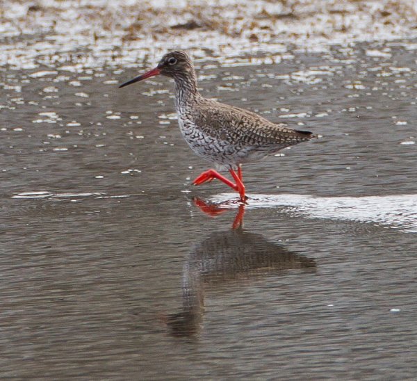 Gåta 11, facit, rödbena.jpg Gåta 11, facit, rödbena.jpg