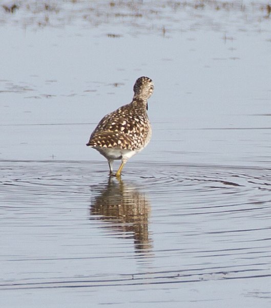 Gåta 10, art, 2p.jpg Gåta 10, art, 2p.jpg