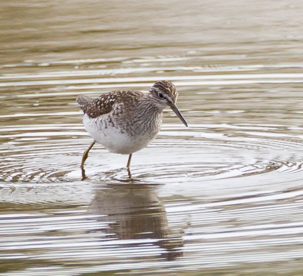 Gåta 10, art, 1p.jpg Gåta 10, art, 1p.jpg