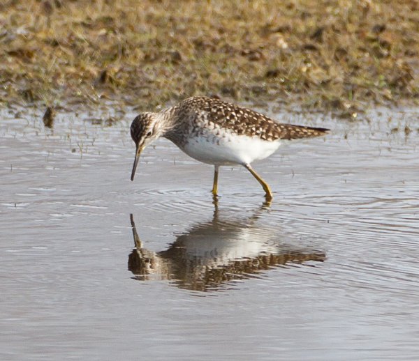 Gåta 10, facit, grönbena.jpg Gåta 10, facit, grönbena.jpg