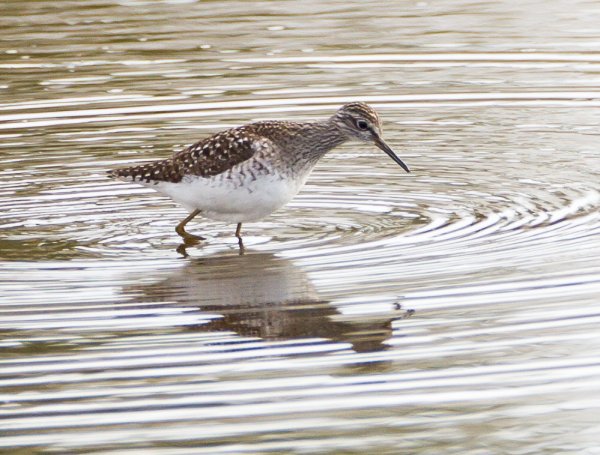 Gåta 10, extrabild.jpg Gåta 10, extrabild.jpg