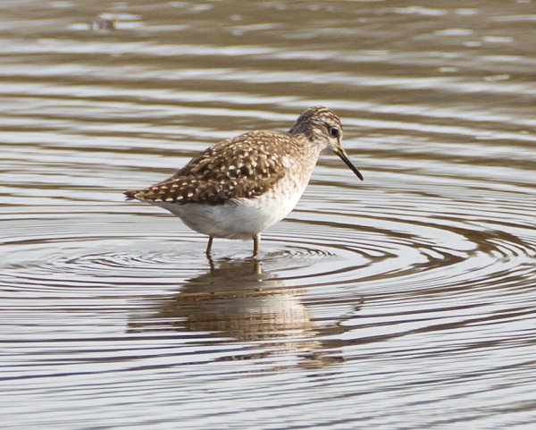 Gåta 10, extra.jpg Gåta 10, extra.jpg