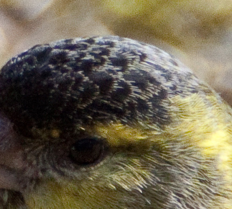 Gåta 14, art o kön, 3p.jpg Gåta 14, art o kön, 3p.jpg