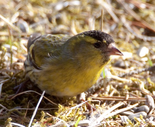 Gåta 14, art o kön, 1p.jpg Gåta 14, art o kön, 1p.jpg