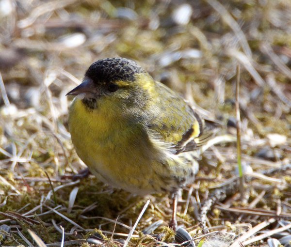 Kopia av Gåta 14, facit, grönsiska, hane.jpg Kopia av Gåta 14, facit, grönsiska, hane.jpg