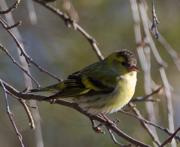 Gåta 14, extrabild.jpg Gåta 14, extrabild.jpg