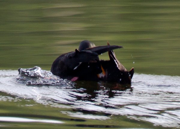 Gåta 12, art o kön, 2p.jpg Gåta 12, art o kön, 2p.jpg