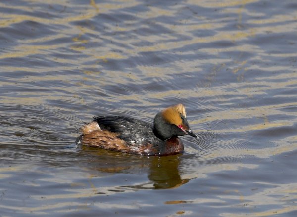 Svarthakedopping, Ändsjön maj-08.jpg Svarthakedopping, Ändsjön maj-08.jpg