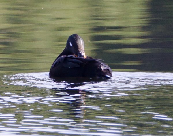 Gåta 12, art o kön, a, 1p.jpg Gåta 12, art o kön, a, 1p.jpg