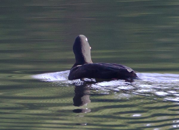 Gåta 12, art o kön, b, 1p.jpg Gåta 12, art o kön, b, 1p.jpg