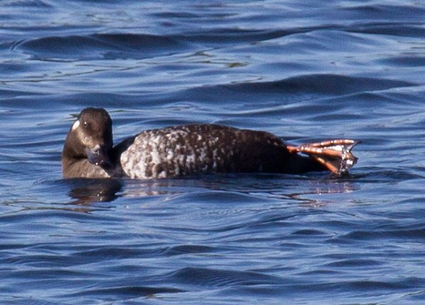 Gåta 15, art och kön, 3p.jpg Gåta 15, art och kön, 3p.jpg