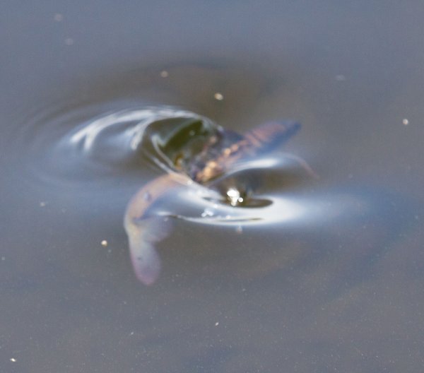 Kopia av Gåta 16, art, 3p.jpg Kopia av Gåta 16, art, 3p.jpg