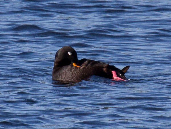 Gåta 12, facit, svärta, hane, a.jpg Gåta 12, facit, svärta, hane, a.jpg